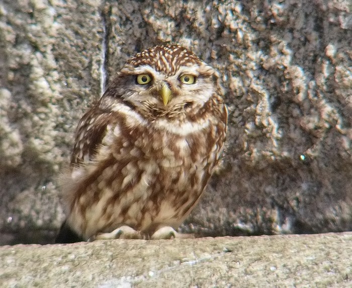 Little Owl