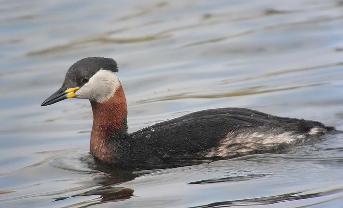 Red-necked Grebe