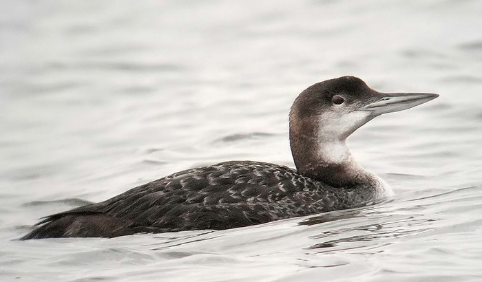 Great Northern Diver