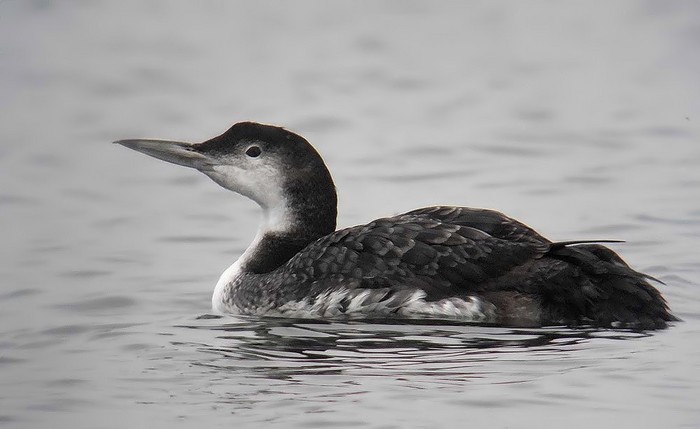 Great Northern Diver