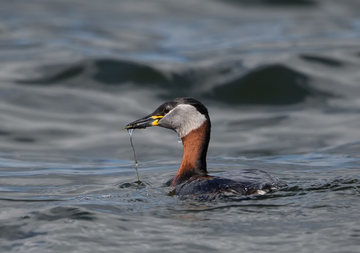 Red-necked Grebe