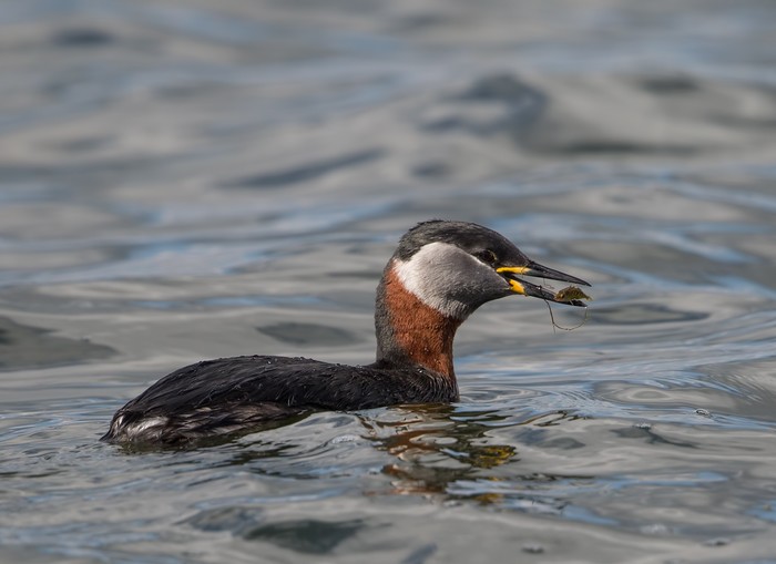 Red-necked Grebe