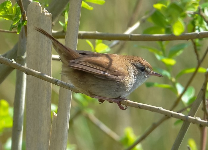 Cetti's Warbler