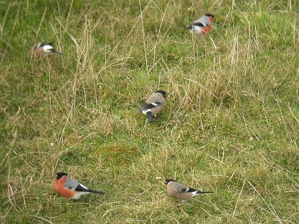 Northern Bullfinch