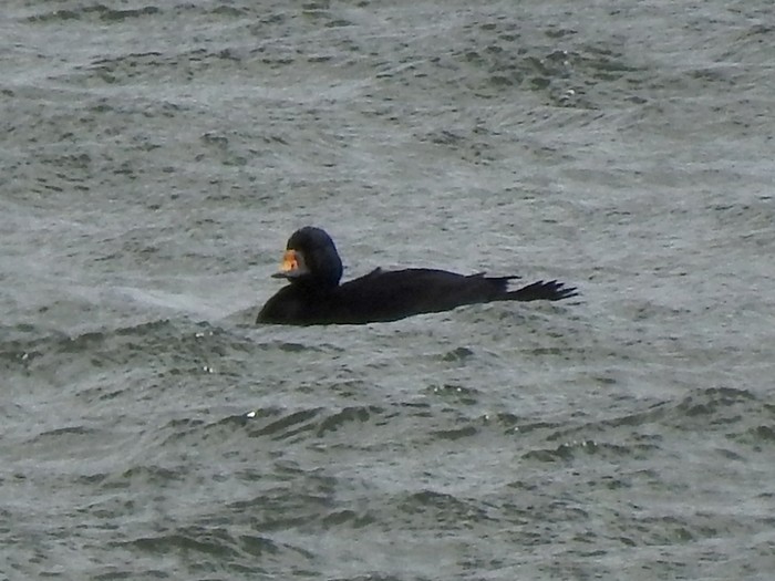 Common Scoter