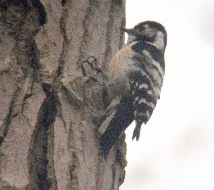 Lesser Spotted Woodpecker
