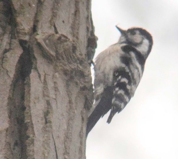 Lesser Spotted Woodpecker