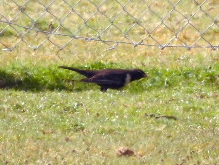 Ring Ouzel