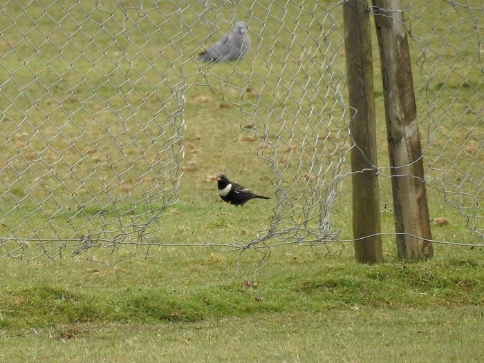 Ring Ouzel