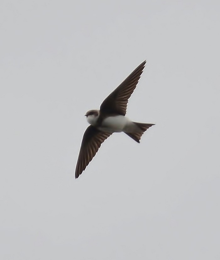 Sand Martin