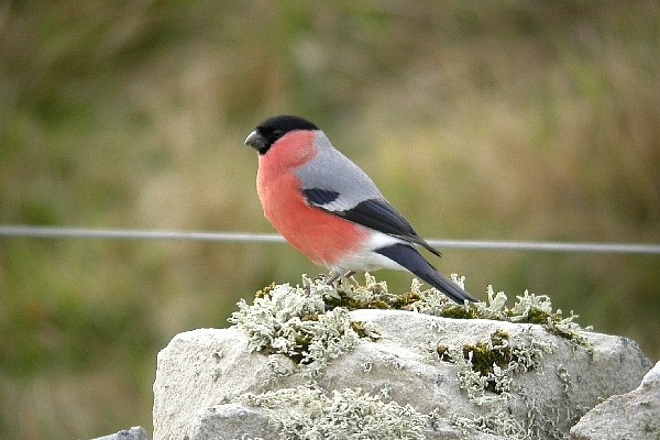 Northern Bullfinch