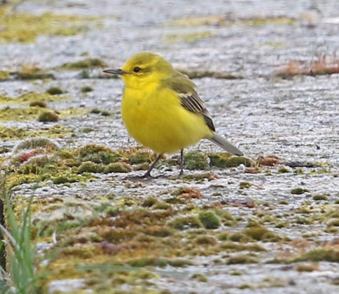 Yellow Wagtail