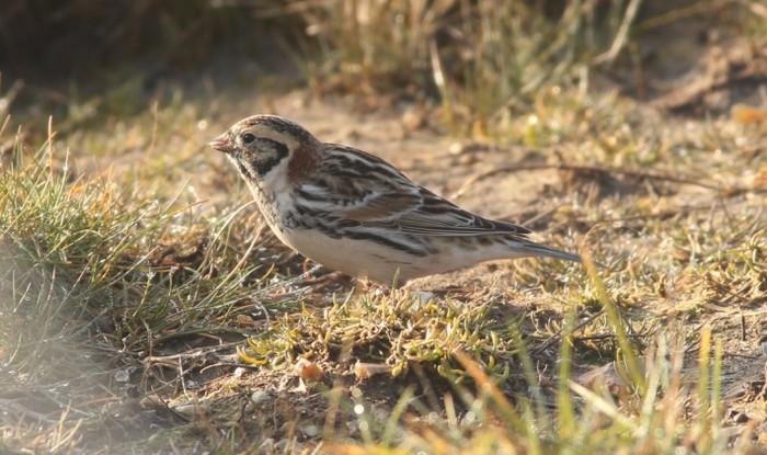 Lapland Bunting