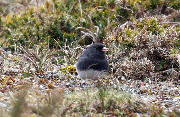 Slate-coloured Junco