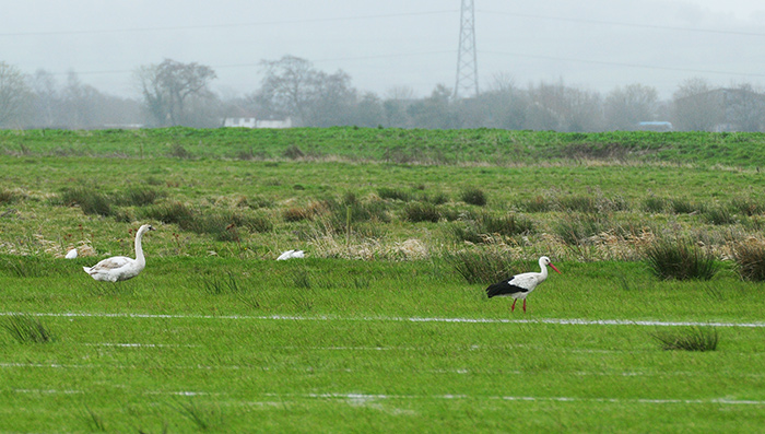 White Stork