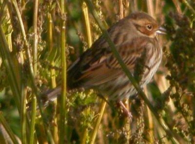 Little Bunting