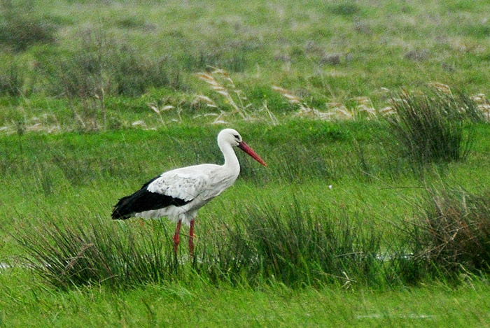 White Stork