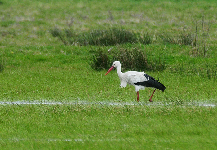 White Stork