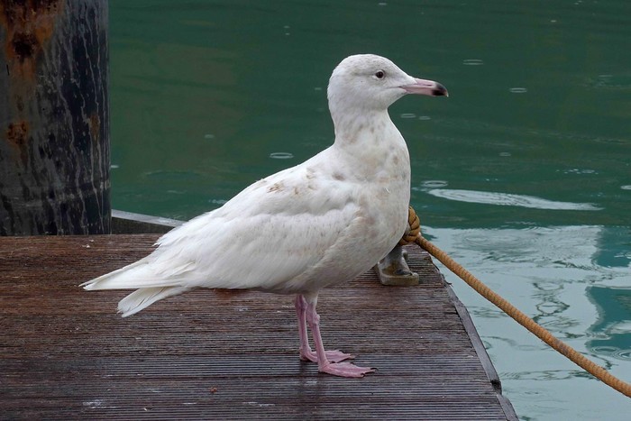 Glaucous Gull