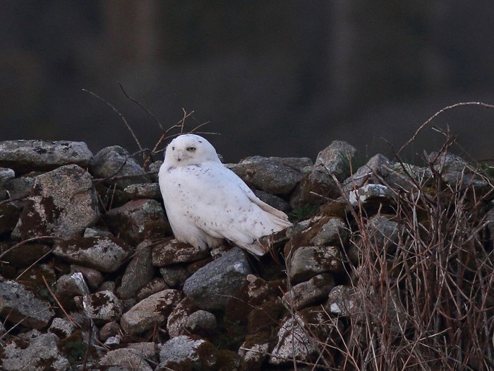 Snowy Owl