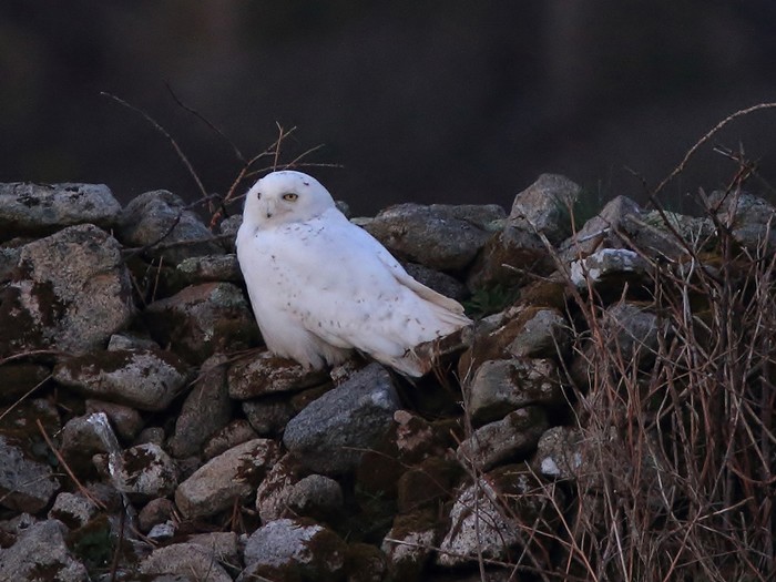 Snowy Owl