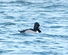 Ring-necked Duck