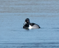 Ring-necked Duck