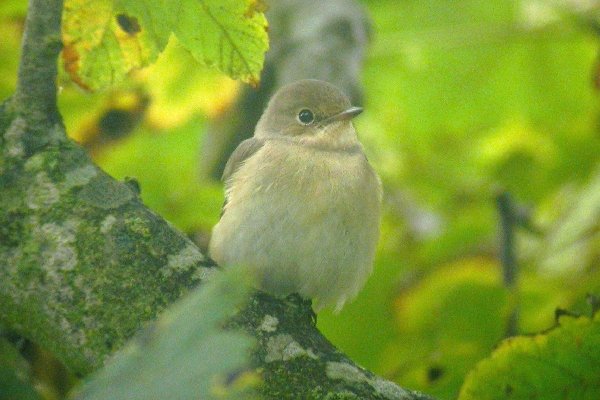 Red-breasted Flycatcher