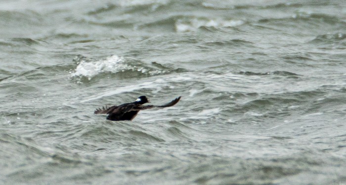 Surf Scoter