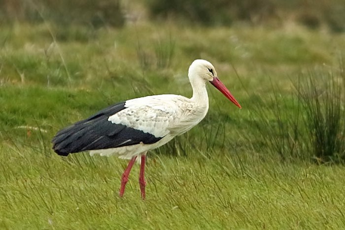 White Stork