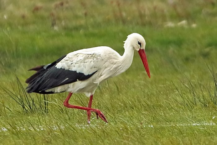White Stork