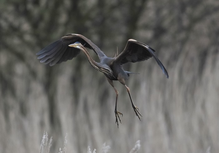 Purple Heron
