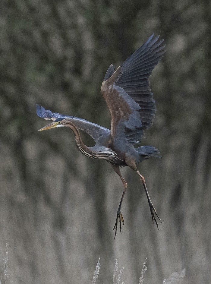 Purple Heron