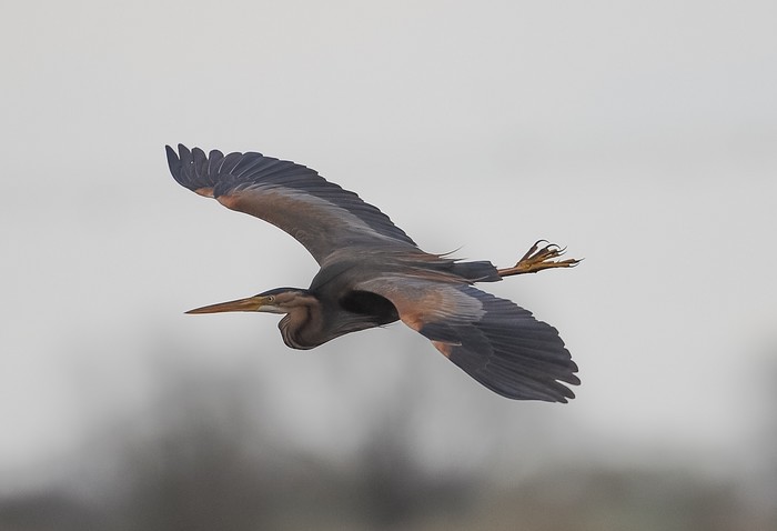 Purple Heron