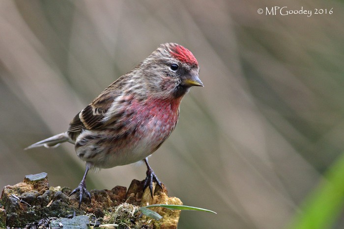 Lesser Redpoll