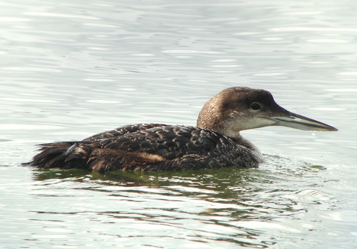 Great Northern Diver