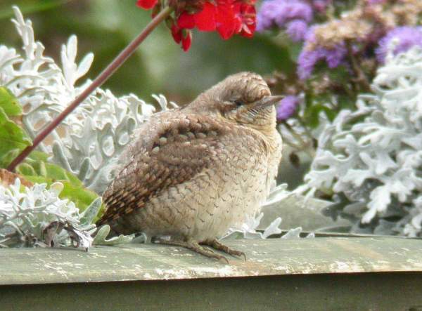 Wryneck
