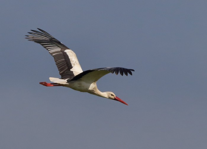 White Stork