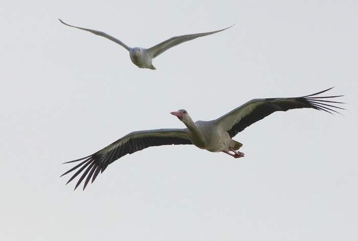 White Stork