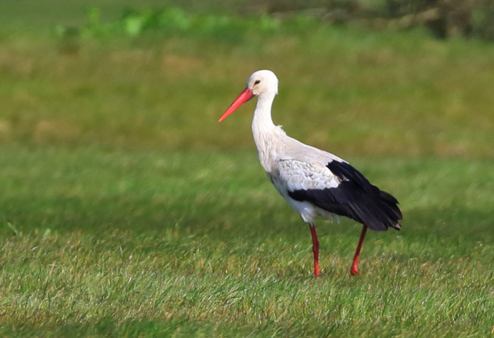 White Stork