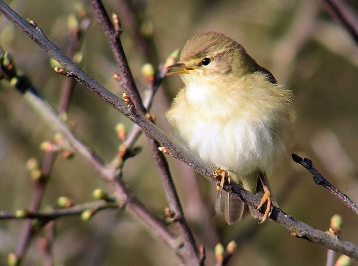 Willow Warbler