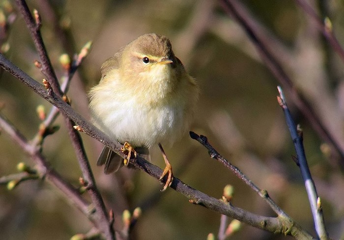Willow Warbler