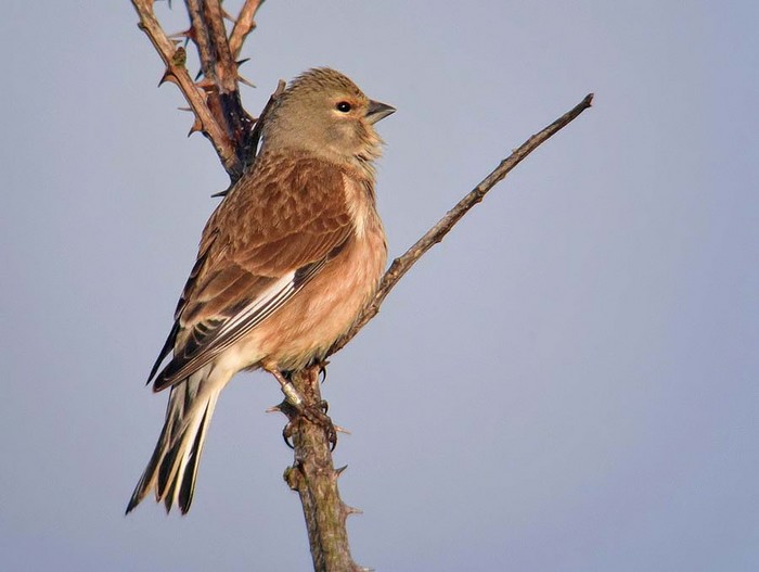 Linnet