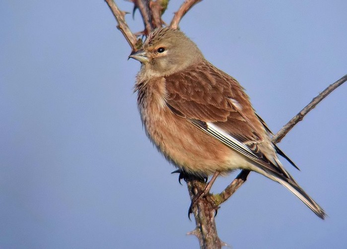 Linnet