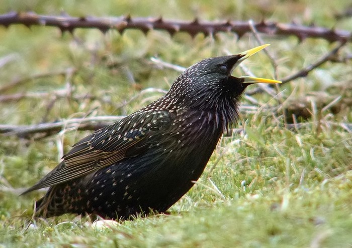 Starling