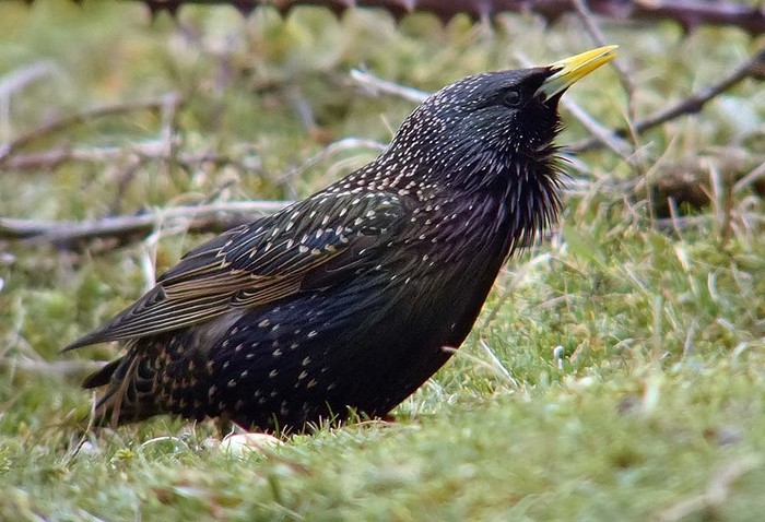 Starling