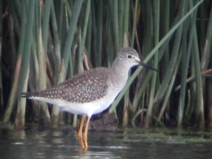 Lesser Yellowlegs