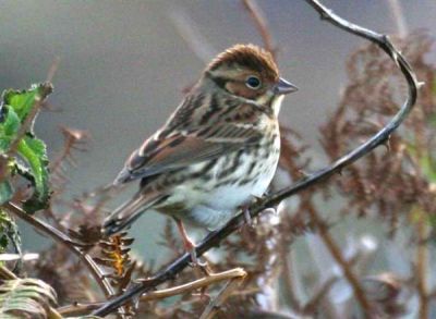 Little Bunting