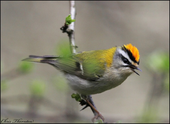 Firecrest