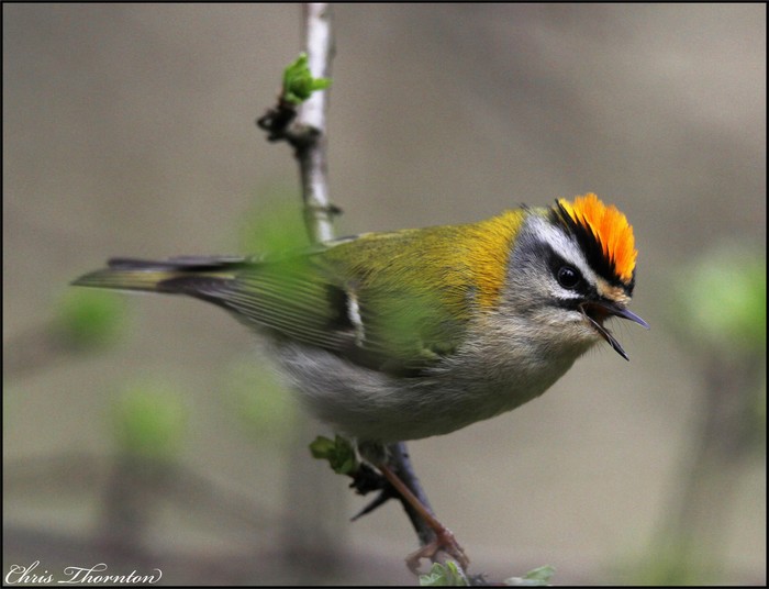 Firecrest
